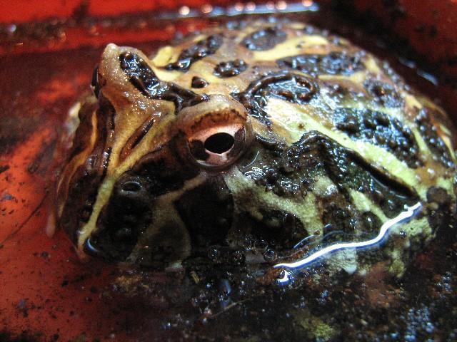 008 - Ceratophrys cranwelli.jpg